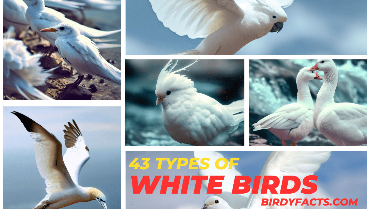 43 Beauty of White Birds: Beautiful Species, With Pictures