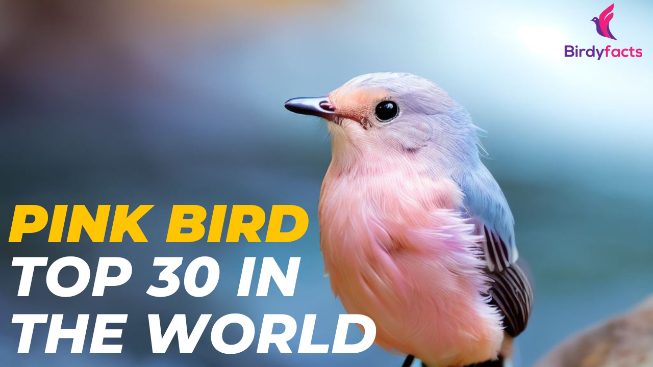 Pink Bird: Top 30 In the World