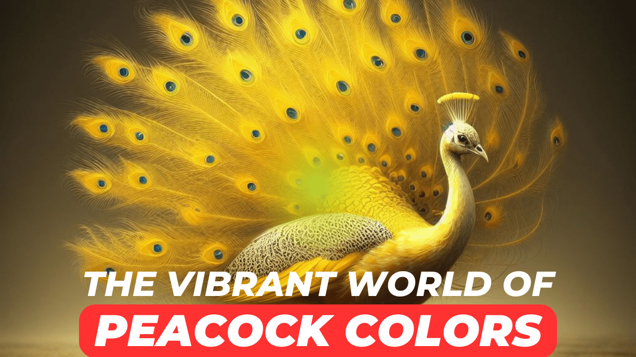 The Vibrant World of Peacock Colors
