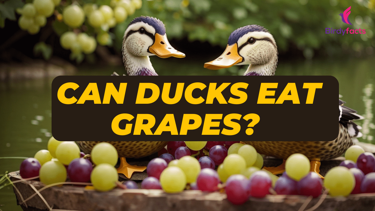 Can Ducks Eat Grapes Everything You Need to Know