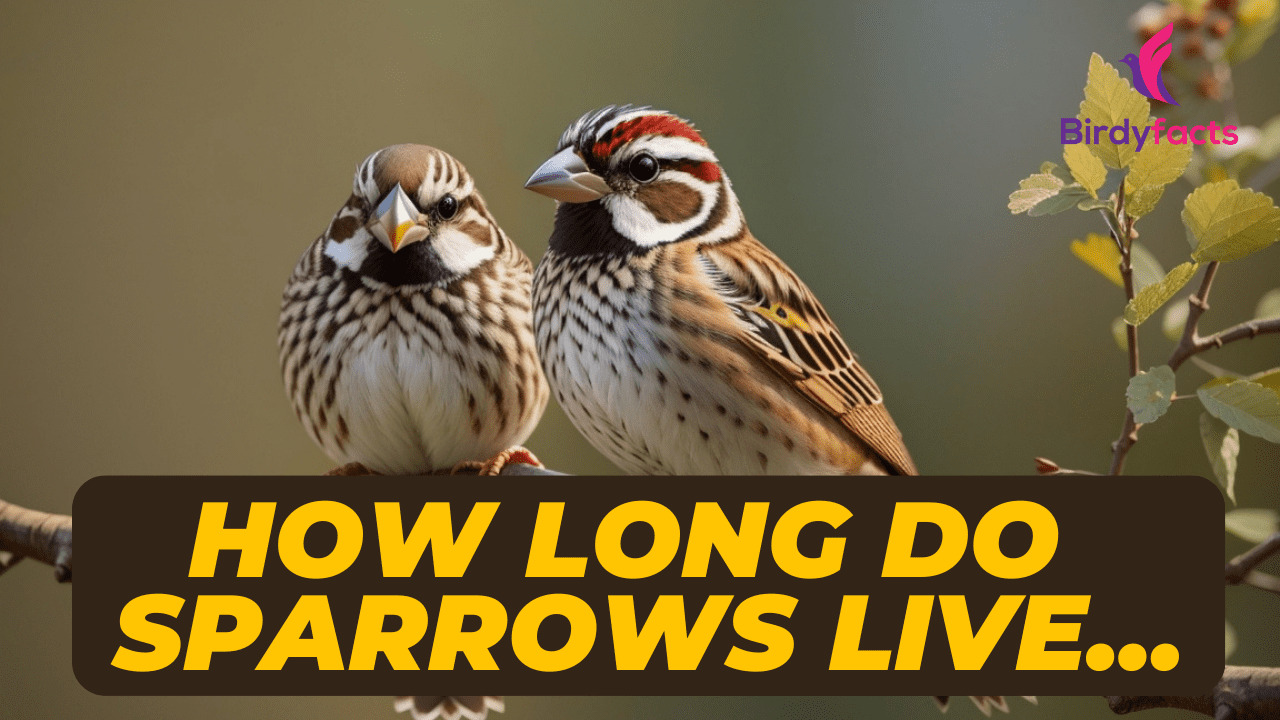 How long Do Sparrows live Everything You Need to Know