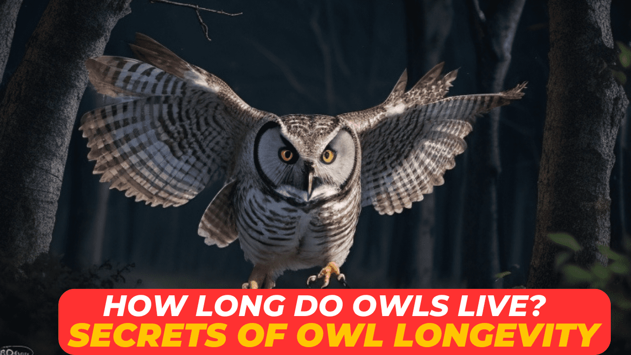 How long do owls live Secrets of Owl Longevity
