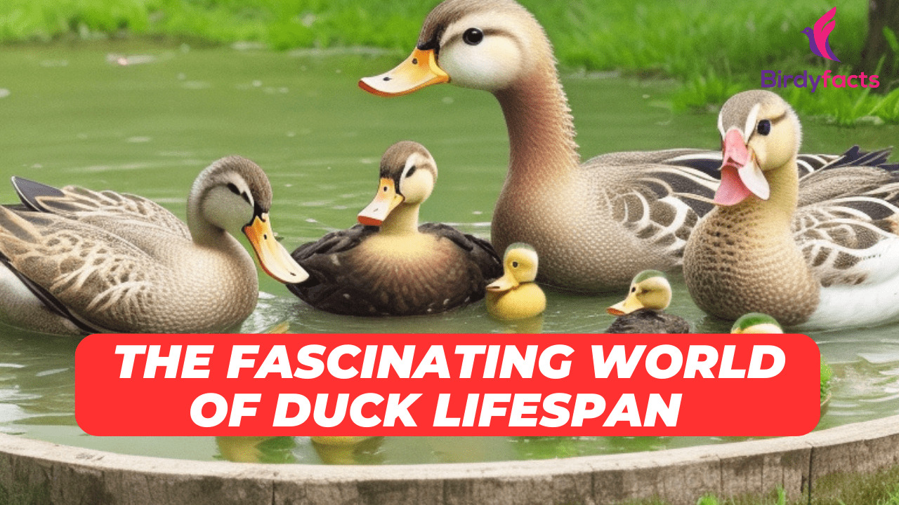 The Fascinating World of Duck Lifespan