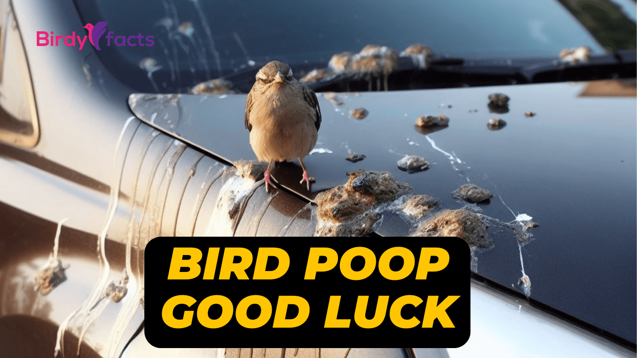 Is bird poop good luck