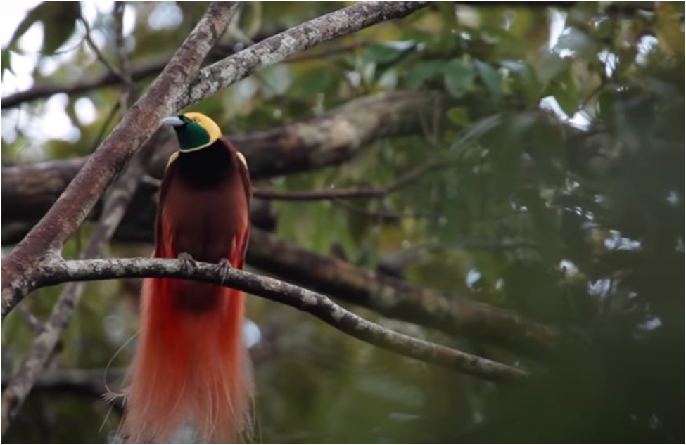 Raggiana Bird-of-Paradise